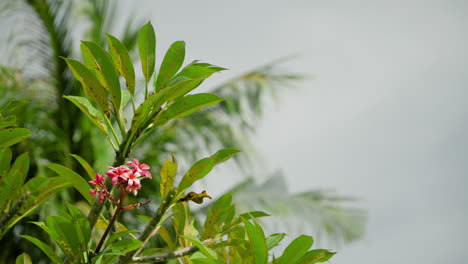 Schöne-Blumen-Aus-Rotem-Frangipani-Mit-Palmenblättern-Im-Verschwommenen-Hintergrund