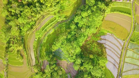 Overhead-drone-shot-of-green-tropical-rice-field-in-the-morning