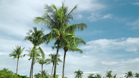 Island-Coconut-Palms-Swaying-Against-Cloudy-Sky-with-Copy-space