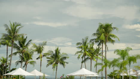 Tropical-backdrop-with-palm-trees,-sun-umbrellas-at-Shangri-la-Mactan-beach-resort