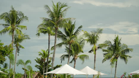 Grandes-Sombrillas-Bajo-Las-Palmeras-En-El-Resort-Shangri-la-Mactan,-Cebu,-Filipinas