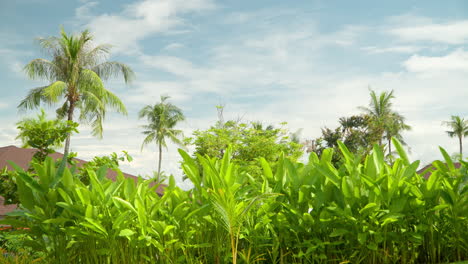 Üppig-Grüne-Tropische-Natur-Mit-Kokospalmen-Und-Hüttendächern-Auf-Dem-Land