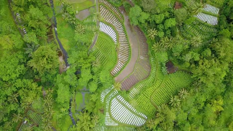 Aerial-view-of-tropical-rural-landscape