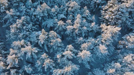 Aerial-birdseye-footage-of-trees-covered-with-snow,-sunny-winter-day-before-the-sunset,-golden-hour,-Nordic-woodland-pine-tree-forest,-Baltic-sea-coast,-wide-drone-shot-moving-forward