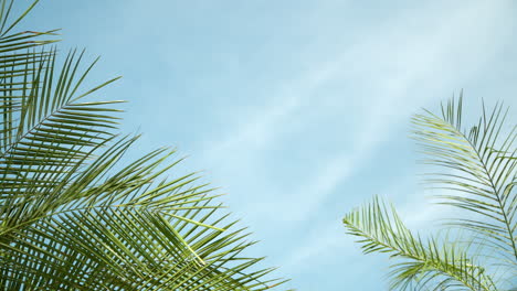 Palm-Leaves-Swaying-in-Breeze-on-Sky-Background