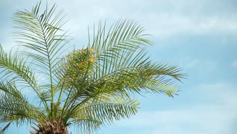 Coconut-Tree-Foliage-Sways-On-A-Soft-Wind-In-The-Daytime