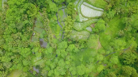 Drohnenaufnahme-Der-Ländlichen-Landschaft-Indonesiens
