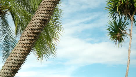 Tropische-Palmen-Wehen-Im-Wind,-Blauer-Himmel,-Wolkenfetzen