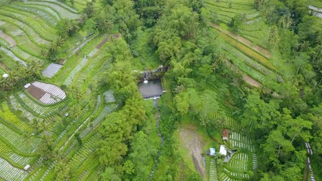 Orbit-Drohnenaufnahme-Des-Flusses-Mit-Wasserteich-In-Der-Mitte-Der-Gemüseplantage