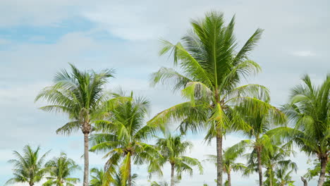 Coconut-Palms-Trees-Swaying-In-Slow-Motion-Against-Cloudy-Sky
