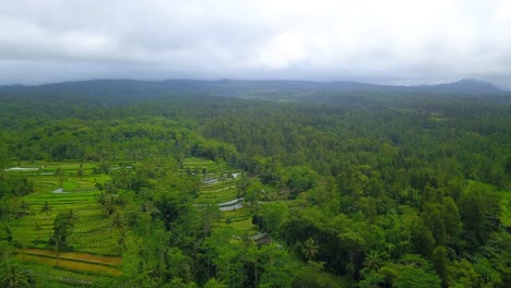 Drone-shot-of-wild-nature-with-view-of-rain-forest-and-plantation