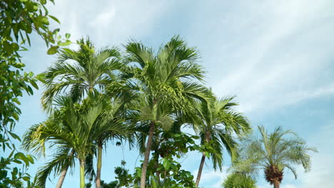Palm-Trees-Towering-In-Tropical-Beach-Resort-During-Summer