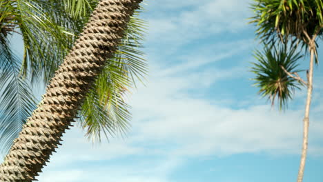 Coconut-palm-tree-trunk-and-branch-waving-in-slow-motion-against-blue-sky-with-clouds