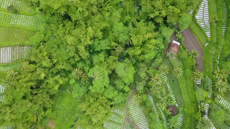 Vista-Aérea-De-Una-Exuberante-Plantación-De-Vegetales-En-Indonesia-Con-Río