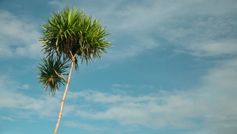 Cordyline-australis-or-cabbage-tree-widely-branched-monocot-tree-endemic-to-New-Zealand-isolated-against-sky---copy-space