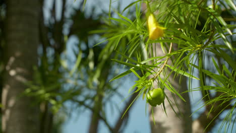 Grüne-Thevetia-Peruviana-Oder-Glückliche-Nussfrucht-Mit-Gelber-Trompetenformblume,-Die-Auf-Zweig-Im-Tropischen-Park-Schwankt---Nahaufnahme