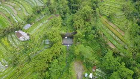 Aerial-rural-view-of-vegetable-plantation-with-water-pond-on-the-middle