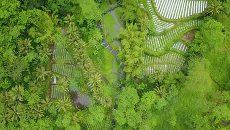 Overhead-drone-shot-of-vegetable-plantation-and-green-trees-and-river