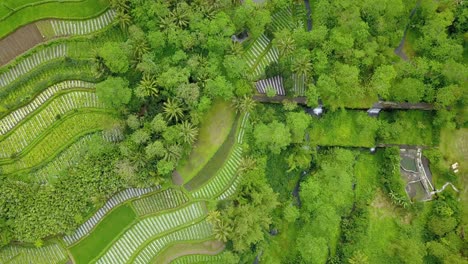 Overhead-drone-shot-of-Striped-pattern-on-Indonesian-vegetable-plantation