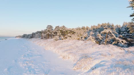 Aerial-footage-of-trees-and-beach-covered-with-snow,-sunny-winter-day-before-the-sunset,-golden-hour,-Nordic-woodland-pine-tree-forest,-Baltic-sea-coast,-wide-ascending-drone-shot-moving-forward