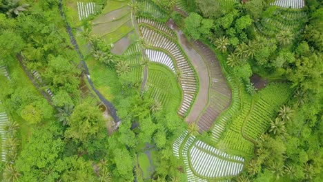 Aerial-view-of-beautiful-pattern-of-vegetable-plantation