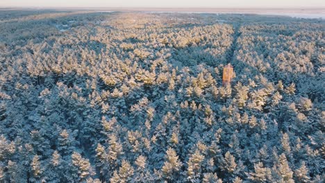 Aerial-establishing-footage-of-trees-covered-with-snow,-sunny-winter-day-before-the-sunset,-golden-hour,-Nordic-woodland-pine-tree-forest,-Baltic-sea-coast,-wide-drone-shot-moving-backward
