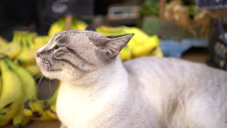 Eine-Siamesische-Katze-Sitzt-In-Der-Nähe-Von-Bananen-Auf-Dem-Talpiot-markt,-Haifa,-Israel