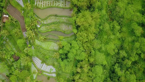 Aerial-view-of-vegetable-plantation-on-the-side-of-forest