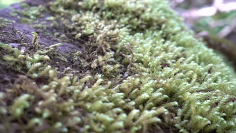close-up-of-moss-on-a-rock-in-a-swiss-forest-during-a-morning,-vegetation
