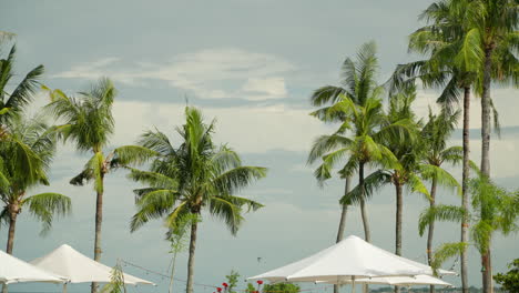 Backdrop-of-Large-White-Parasols,-Coconut-Palm-trees-Against-Dramatic-Sky-at-Shangri-la,-Cebu,-Philippines