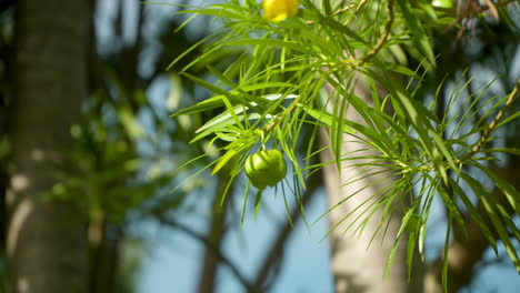 Green-Thevetia-Peruviana-Fruit-in-in-Tropical-Nature-Garden