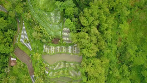 Aerial-view-of-bare-forest-used-for-vegetable-plantation-land