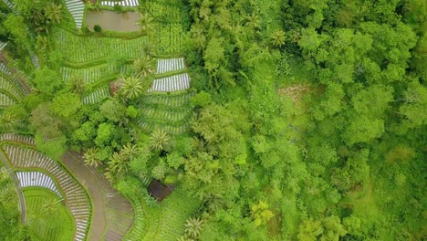 Drone-footage-of-green-scenery-with-view-of-vegetable-plantation-and-trees