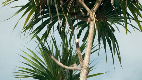Long-tailed-Shrike-Bird-Perched-on-New-Zealand-Cabbage-Palm-Tree