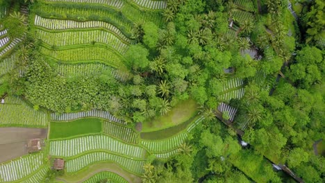 Aerial-view-of-tropical-rural-landscape-with-view-of-lush-vegetable-plantation