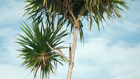 Long-tailed-Shrike-Bird-foraging-Perched-on-New-Zealand-Cabbage-Palm-Tree-Against-Sky-with-White-Clouds-Tropical-Wild-Nature-Backgound