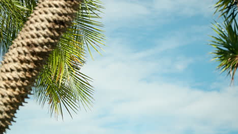 Palm-Tree-Trunk-Against-Clear-Sky-In-Tropical-Resort-Destination