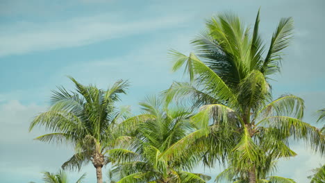 Palm-trees-blowing-gently-in-tropical-breeze