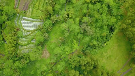 Overhead-drone-shot-of-green-vegetation-on-the-slope-of-Indonesian-mountain
