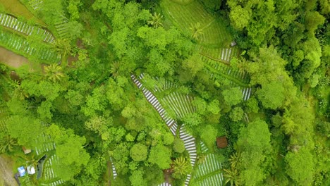 Drone-view-of-tropical-agricultural-field-on-the-slope-of-mountain