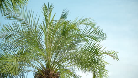 Palm-Tree-Leaves-against-sky