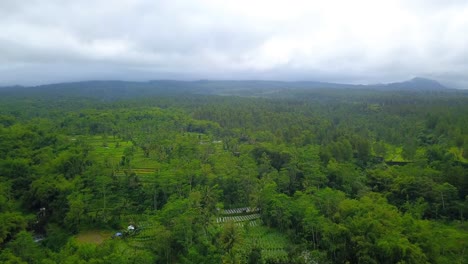 Aerial-view-of-green-forest-and-plantation