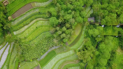 Aerial-view-of-Striped-pattern-on-vegetable-plantation