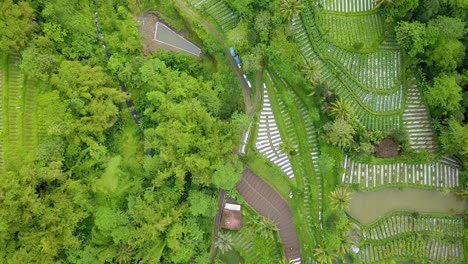 Drone-shot-of-lush-vegetable-plantation-on-the-countryside-of-Indonesia