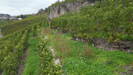 aerial-push-in,-lavaux-vineyards-and-terraces-in-Switzerland,-Vaud