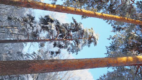 Vertical-video-of-a-low-shot-of-large-wild-pines-in-a-snowy-forest-on-a-sunny-day