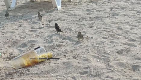 Small-sparrow-birds-foraging-discarded-plastic-trash-pollution,-eating-corn-on-sandy-beach