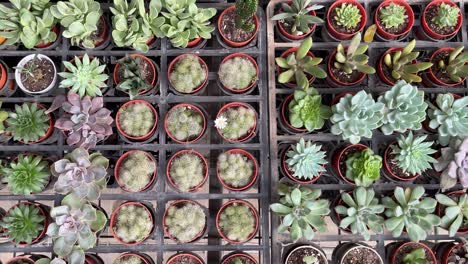 Flatlay-panning-view-of-an-array-of-beautiful-pots-of-cactus