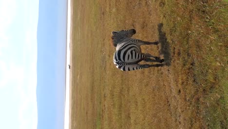Vertikale-Aufnahme-Eines-Einzelnen-Zebras,-Das-In-Einem-Trockenrasengebiet-Spazieren-Geht,-Berge-Dahinter