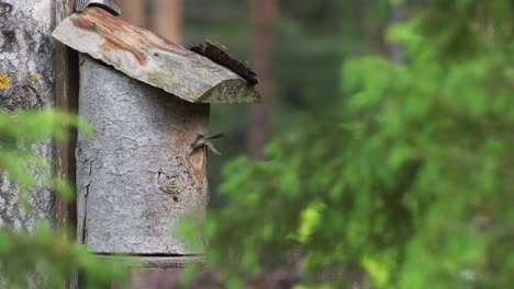 Female-Pied-Flycatcher-bird-feeding-hatchling-in-a-birdhouse-on-a-summer-day